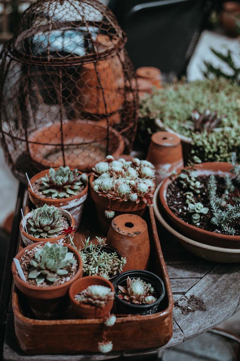 potted plant focus photography of green succulent plants on pot pot